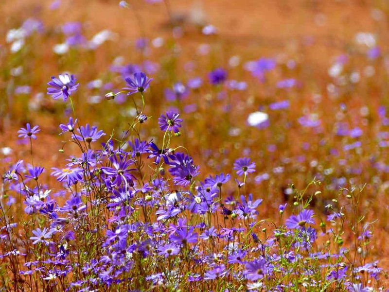 Desert Bloom