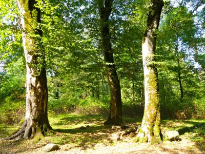 Lagodekhi National Park