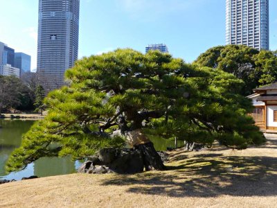 Hamarikyu Gardens