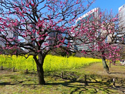 Hamarikyu Gardens