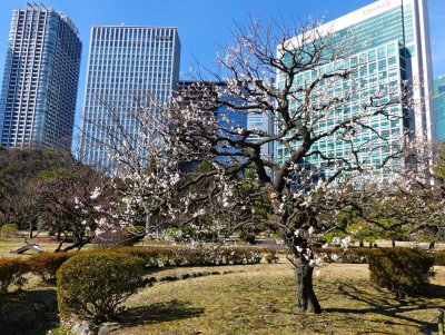 Hamarikyu Gardens