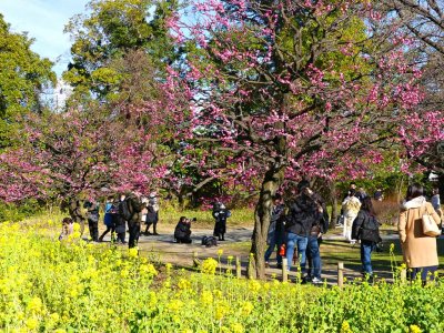 Hamarikyu Gardens
