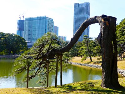 Hamarikyu Gardens