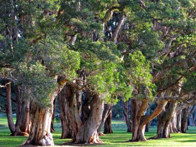 Centennial Park, Sydney