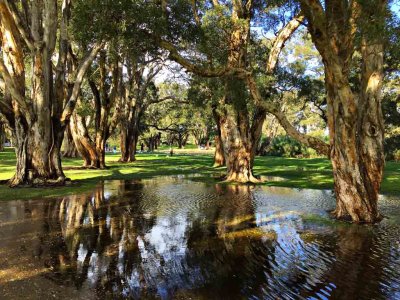 Centennial Park, Sydney