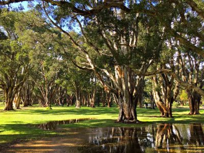 Centennial Park, Sydney