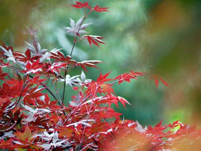 Spring Red Japanese Maple
