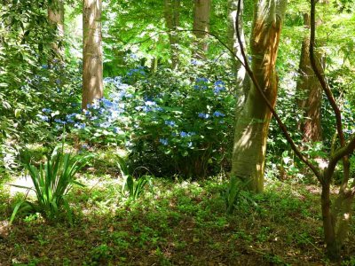 Red Cow Farm Garden, Sutton Forest