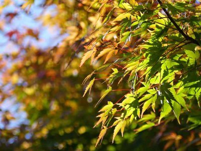 Autumn is in the Air