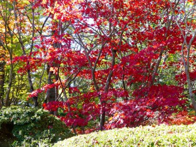 Bebeah Gardens