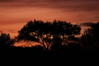 bosque_del_apache_2019