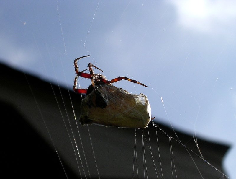 along-came-a-spider_962846075_o.jpg