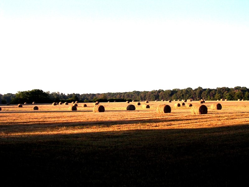 harvest-time_963696324_o.jpg
