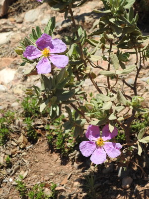 DSCN8277.JPG