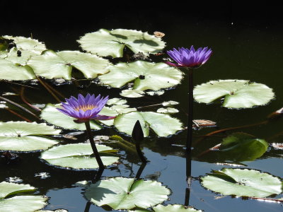 DSCN0740.JPG