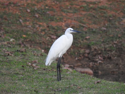 DSCN0807.JPG