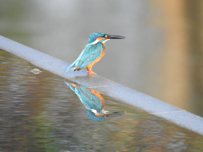 DSCN1155.JPG