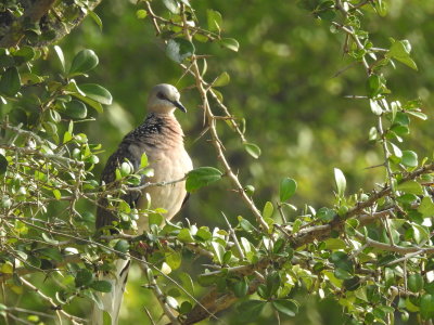 DSCN2294.JPG