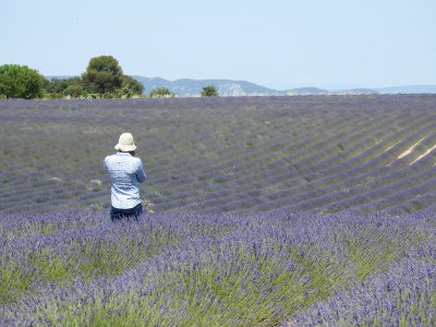 Lavender Blossom near Valensole, Provence