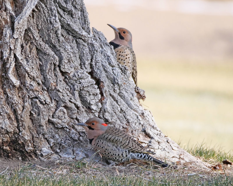 Northern Flickers