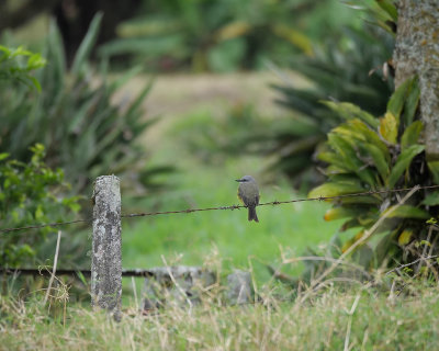 Tropical kingbird