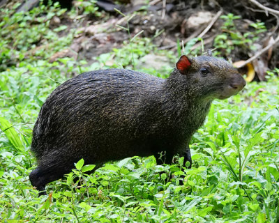 Agouti