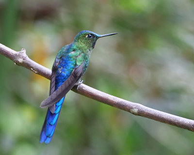Violet tailed sylph