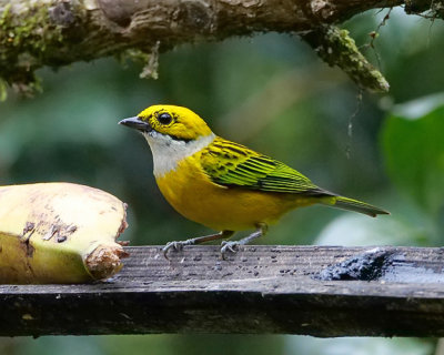 Silver throated tanager