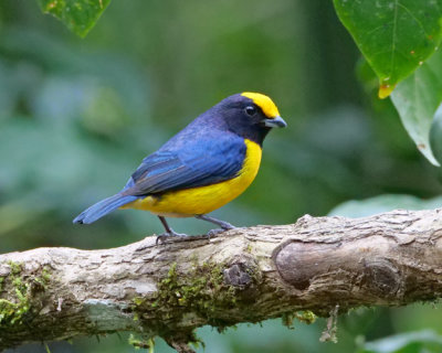 Orange bellied euphonia