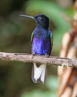 Velvet purple coronet