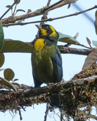 Gold ringed tanager