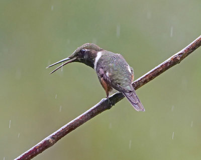 Purple throated woodstar