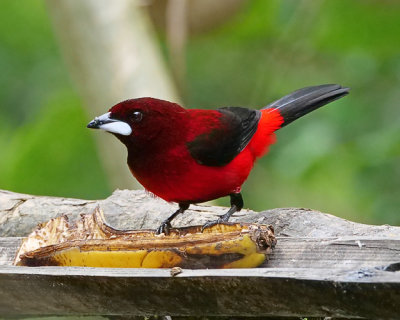 Crimson backed tanager