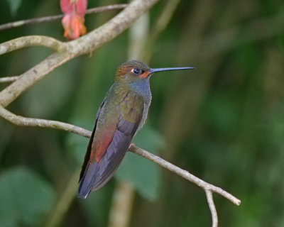 Rufous gaped hillstar