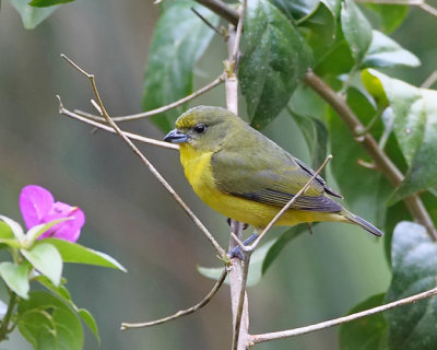 Thick billed euphonia