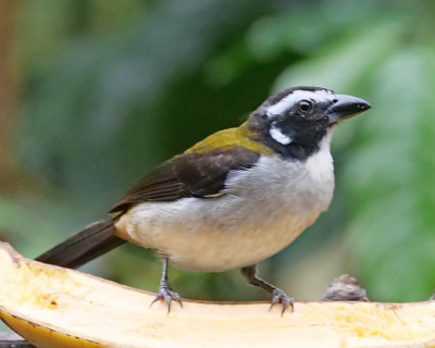 Black-winged Saltator