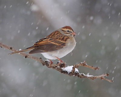 Chipping sparrow (winter plumage)