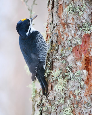 Black backed woodpecker
