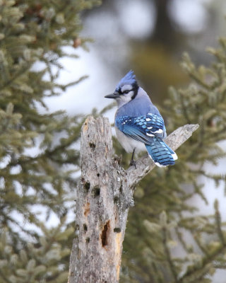 Blue jay