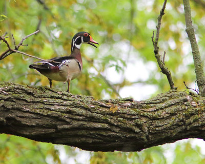 Wood duck