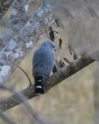 Gray hawk