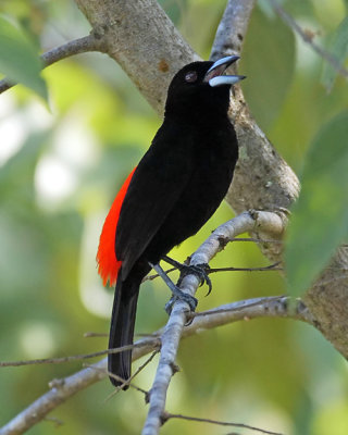 Scarlet-rumped tanager