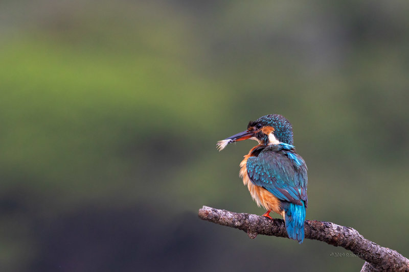 Guarda-rios  ---  Kingfisher  ---  (Alcedo atthis)