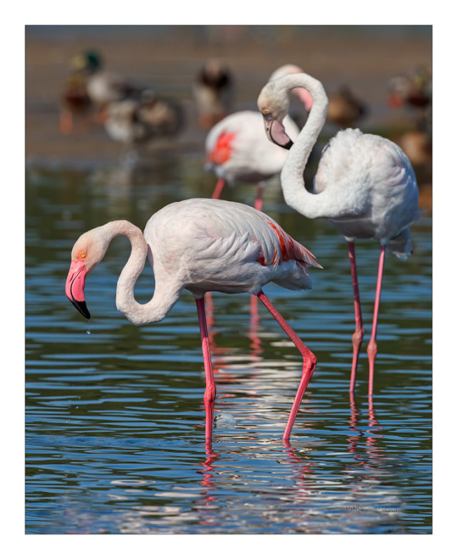 Flamingo  ---  Greater Flamingo  ---  (Phoenicopterus roseus)