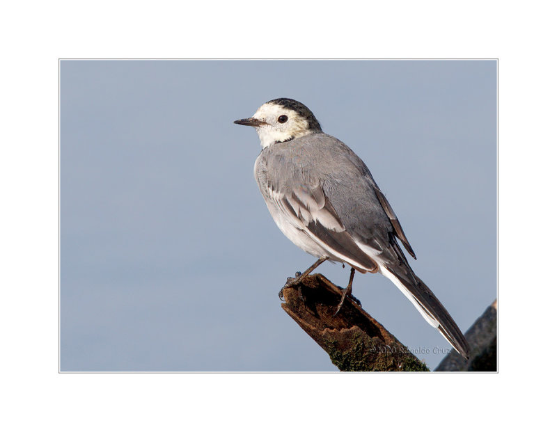 Alvola-branca  ---  White Wagtail  ---  (Motacilla alba)