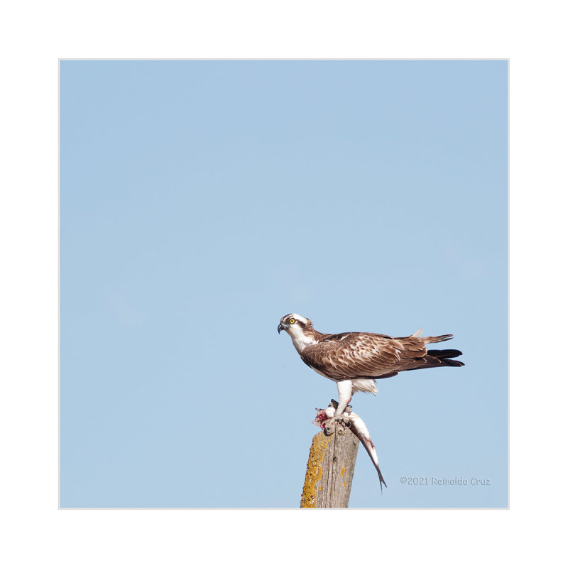 guia-pesqueira  ---  Osprey  ---  (Pandion haliaetus)