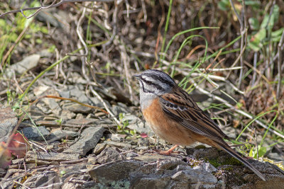 Cia  ---  Rock Bunting  ---  (Emberiza cia)