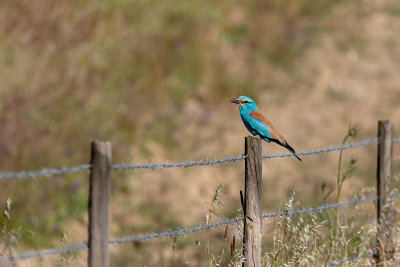 Rolieiro --- Roller --- (Coracias garrulus)