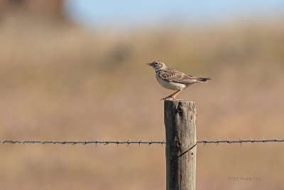 Calhandra-real  ---  Calandra Lark  ---  (Melanocorypha calandra)