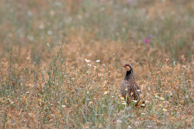 Perdiz --- Red-legged Partridge --- (Alectoris rufa)